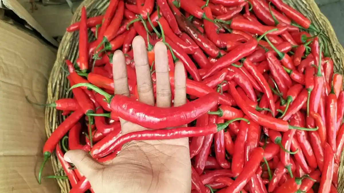 Pedagang Pasar Raya Padang Tawarkan Cabai TW,  Alternatif saat Harga Cabai Merah Naik