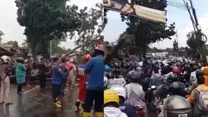 pohon-besar-tumbang-tutup-jalan-cariu.jpg