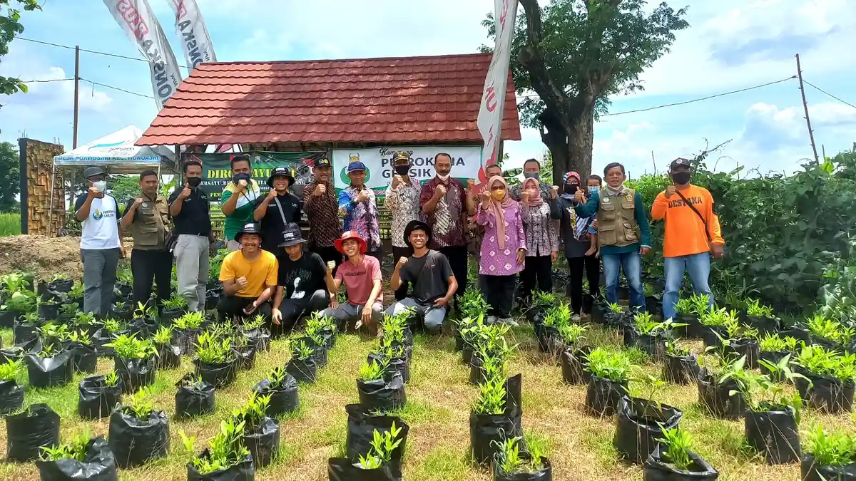 Belajar dari Nol, Sekelompok Pemuda di Kabupaten Sukses Budidaya Sayur di Tengah Pandemi Covid-19