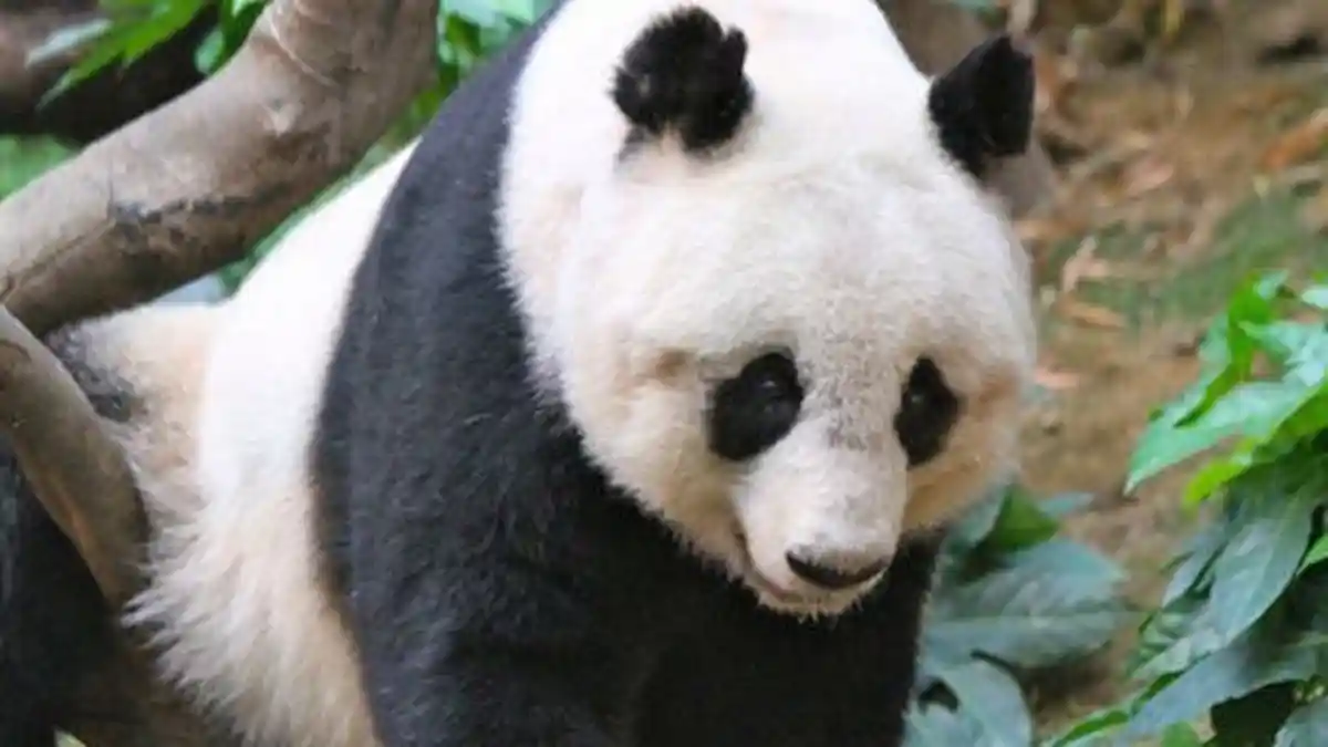 Di Kebun Binatang Adelaide, Sepasang Panda Disuguhi Video Porno
