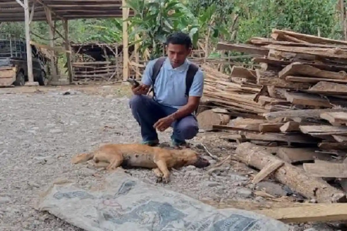Anjing Liar yang Gigit Yakobus Tewas, Tim Peternakan Malaka Ambil Sampel Otak untuk Diuji