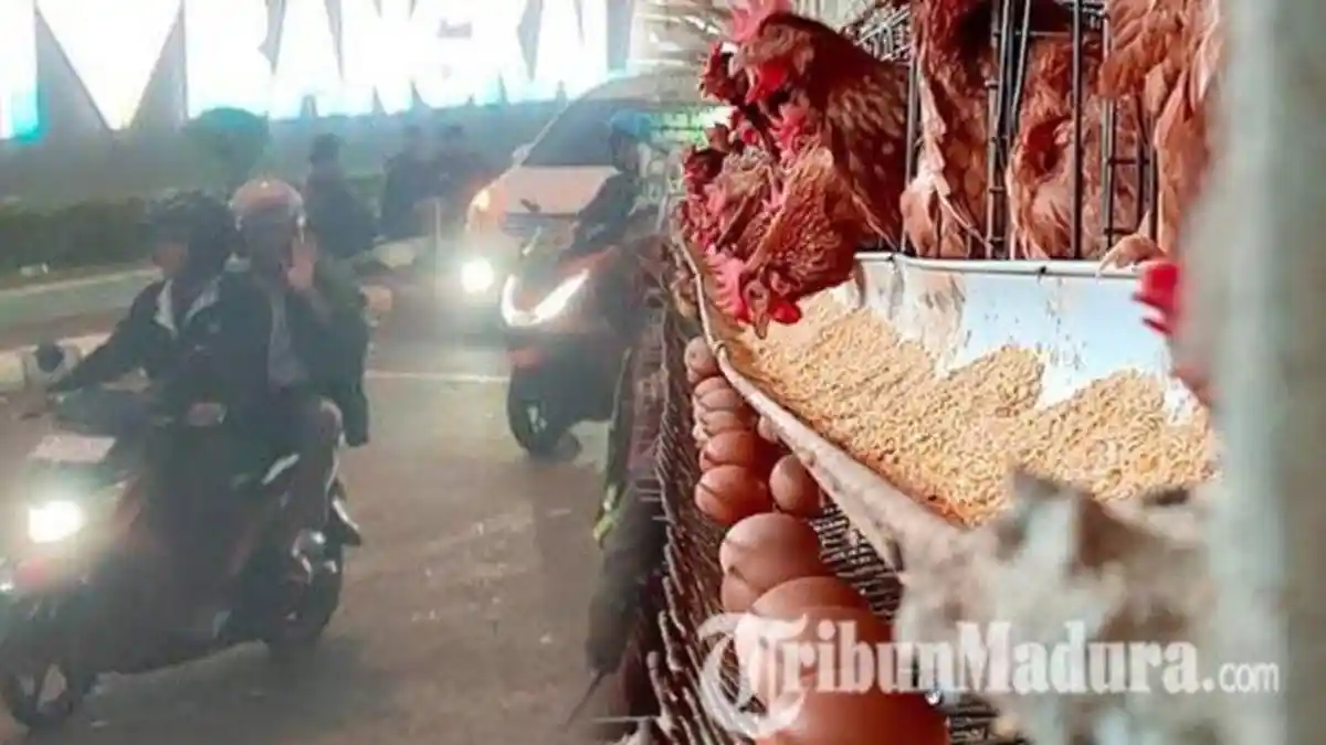 Madura Terpopuler: Toron Jelang Iduladha 2026 hingga Harga Telur Ayam di Sampang