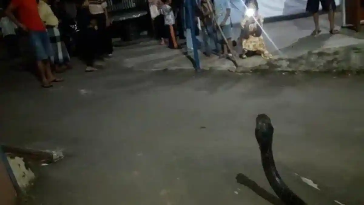 Tafsir dan Arti Mimpi Digigit Ular Kobra, Waspada Menurut Primbon Jawa Bisa Pertanda Jelek