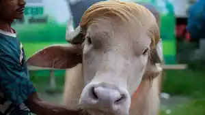 Seekor-kerbau-albino-berjambul-pirang-di-Bangladesh-viral-dan-dijuluki-Donald-Trump.jpg
