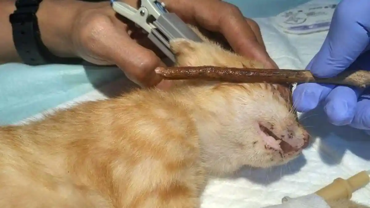 Bisikan Gaib Membuat Pria Ini Tusuk Mata Kucing