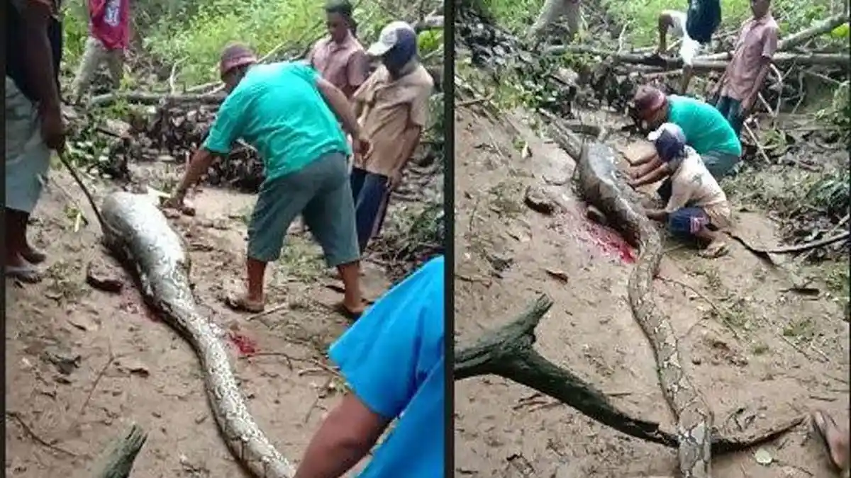Detik-detik Isi Perut Ular Piton Dikeluarkan Warga, Warga Syok Temukan Mahluk Ini Nongol