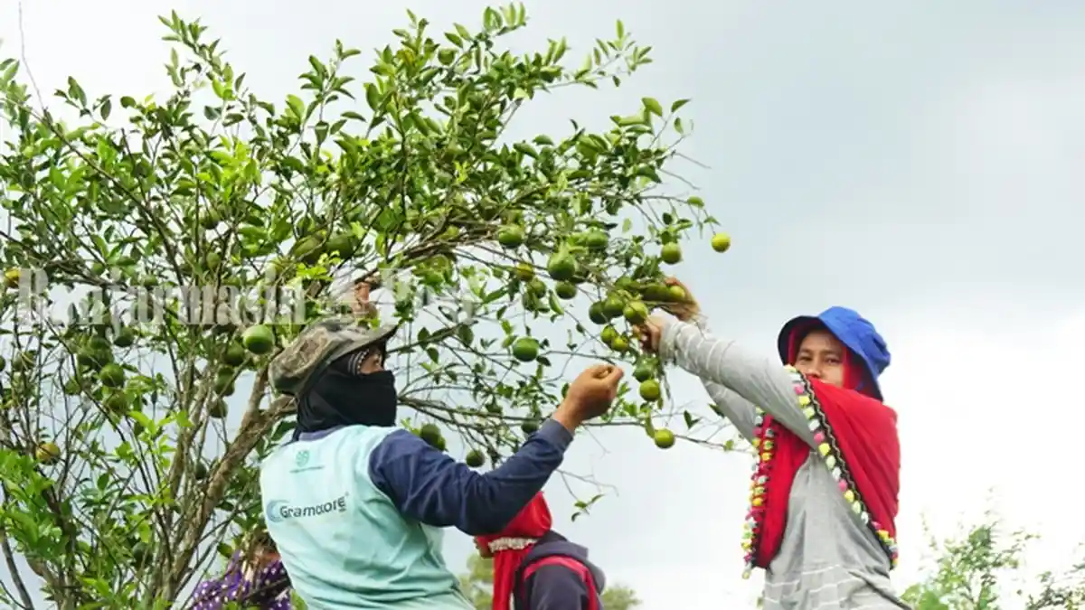 Daftar Makanan Mengandung Kolagen : Berikut Manfaat dan Kandungannya Bagi Tubuh