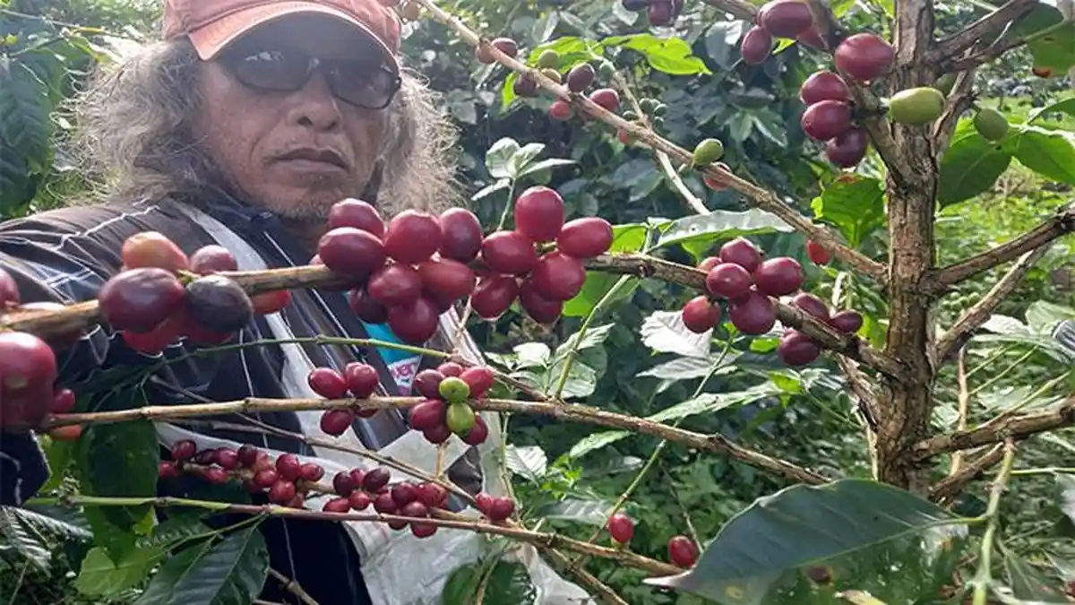 Kopi Gayo dan Peran yang Bisa Dimainkan Program ESG Perbankan