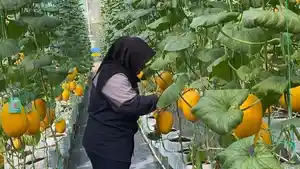SMKN-1-Pandak-punya-kebun-melon.jpg