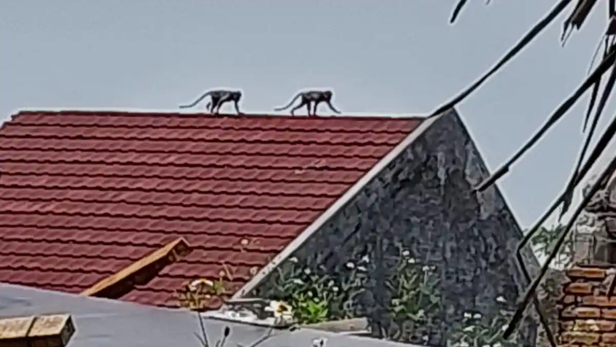 Kawanan Monyet Liar Masuk Pemukiman, Warga Kalisegoro Resah Tanamannya Rusak