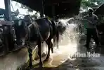 13062023_HEWAN_KURBAN_DANIL_SIREGAR_3jpg.jpg13062023_HEWAN_KURBAN_DANIL_SIREGAR_2jpg.jpg13062023_HEWAN_KURBAN_DANIL_SIREGAR_1jpg.jpg13062023_HEWAN_KURBAN_DANIL_SIREGARjpg.jpg