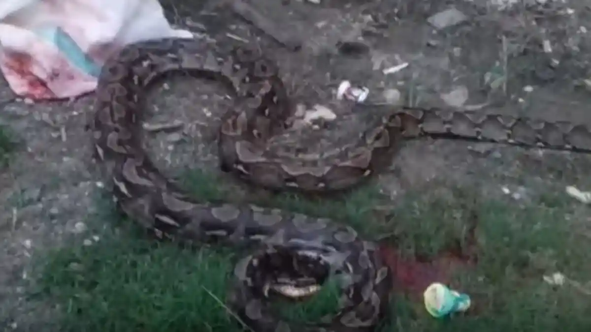 Demi Selamatkan Anaknya, Sang Ayah Nyaris Tewas Bertarung dengan Ular Berbisa