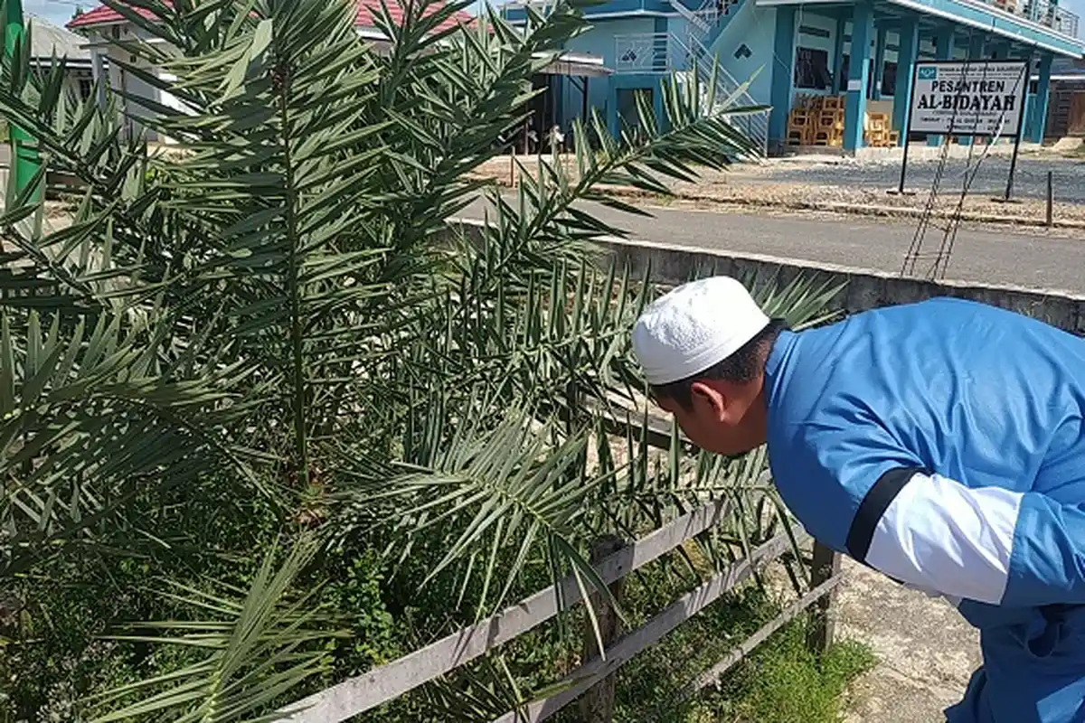 Pohon Kurma Ini Jadi Pembicaraan Warga Banjarbaru, Cuma Sebatang & Sekarang Sudah Berbuah