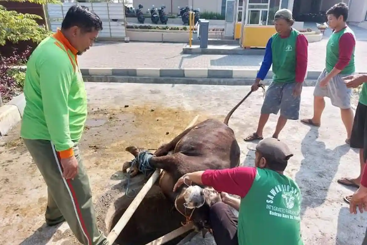 Petugas Dispertan PP Karanganyar Cek Ratusan Hewan Kurban, Ada 10 Ekor Terindikasi Cacing Hati