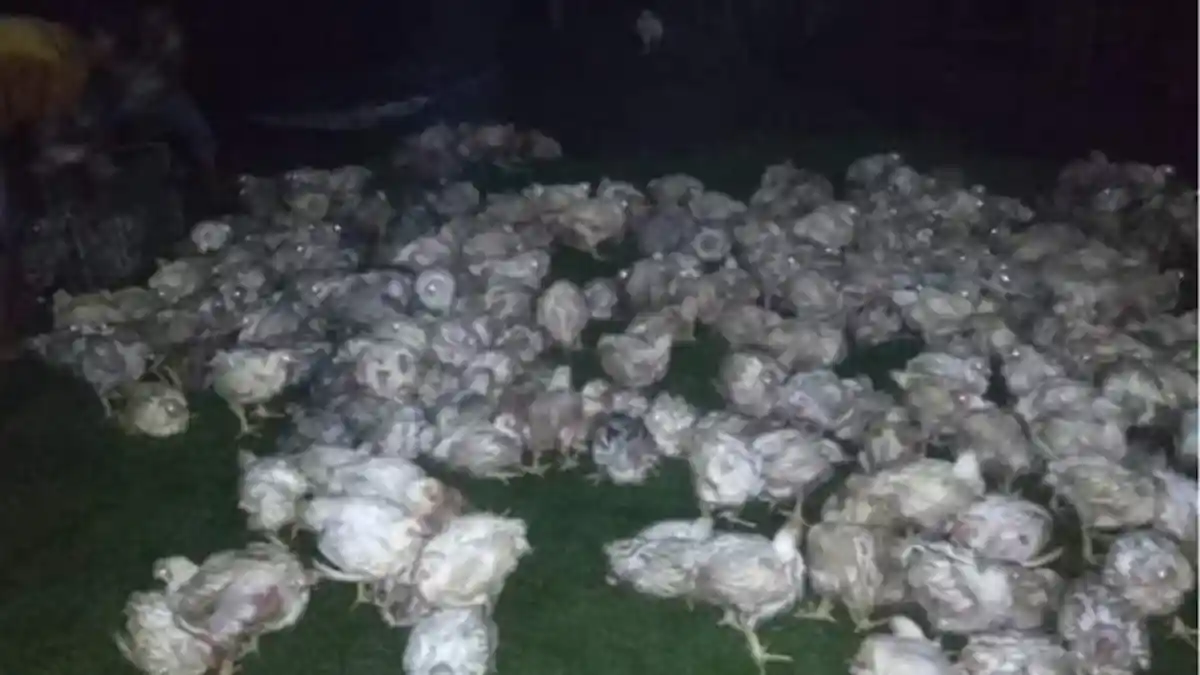 3.500 Ekor Ayam di Blitar Mati  Terpanggang Gara-gara Lalat