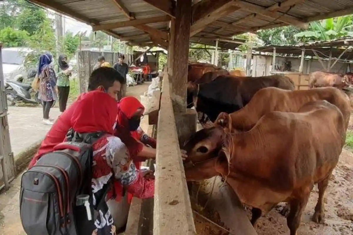 Tak Cuma PMK, Sapi di Bandar Lampung Terancam Sakit Endemis