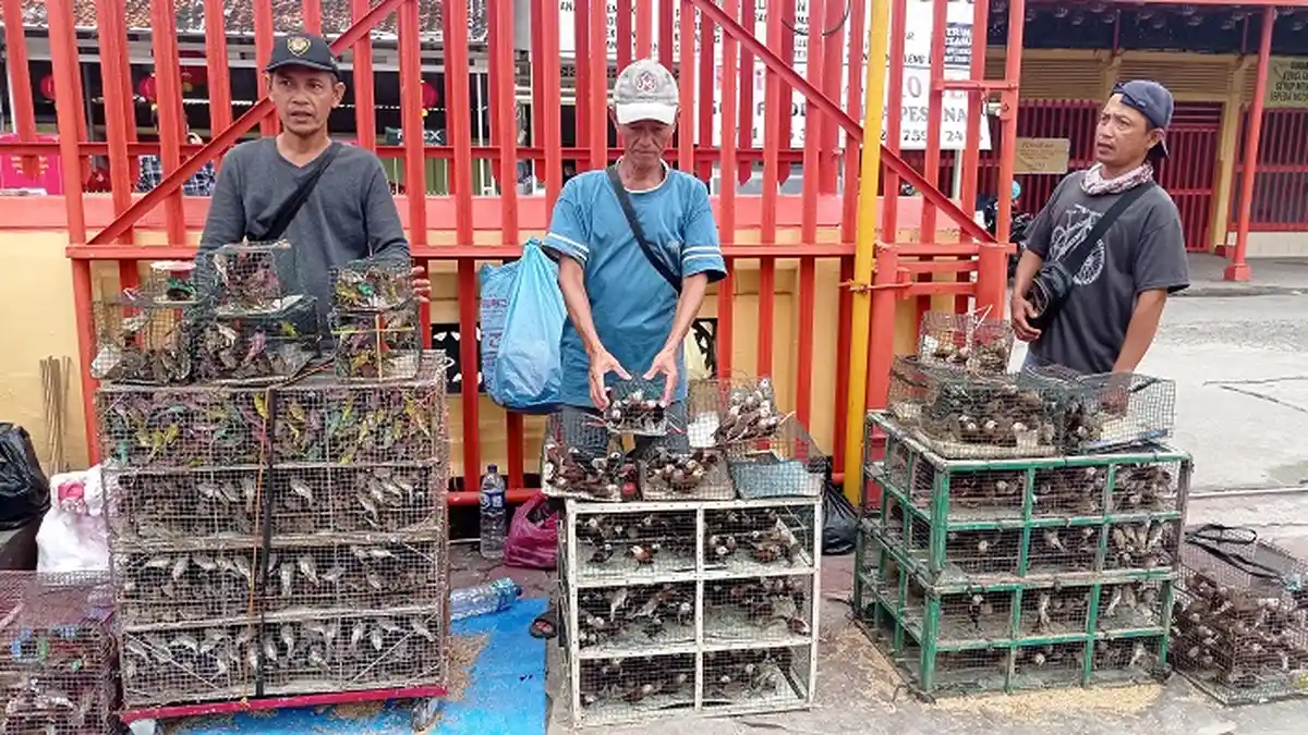 Cerita Sayuti, Bawa 3000 Burung dari OKI ke Palembang, Dijual Saat Imlek 2022