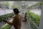 Container Farming Bercocok Tanam Tanpa Tanah