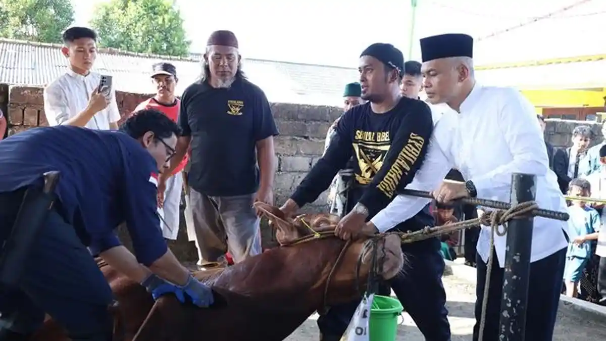 Polda Babel Kurban 55 Sapi dan Kambing
