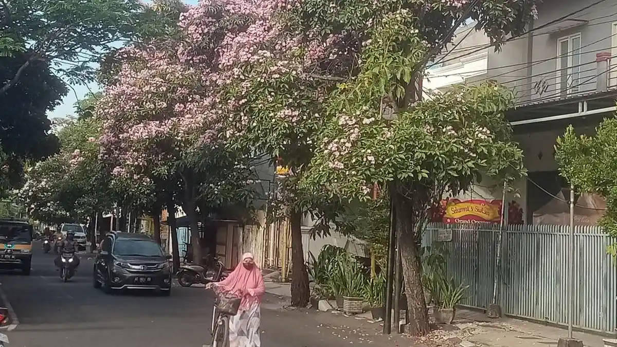 Bunga Tabebuya Bermekaran, Suasana Lamongan Jadi Mirip Seperti di Jepang
