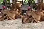 Foto-tangkapan-layar-video-kandang-sapi-milik-korban-di-Desa-Laea-Kecamatan-Poleang.jpg