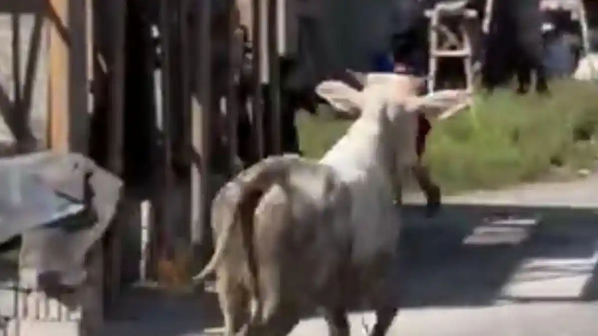 Drama Kurban: Sapi Lepas, Sapi Betina Jadi Jurus Jitu Warga