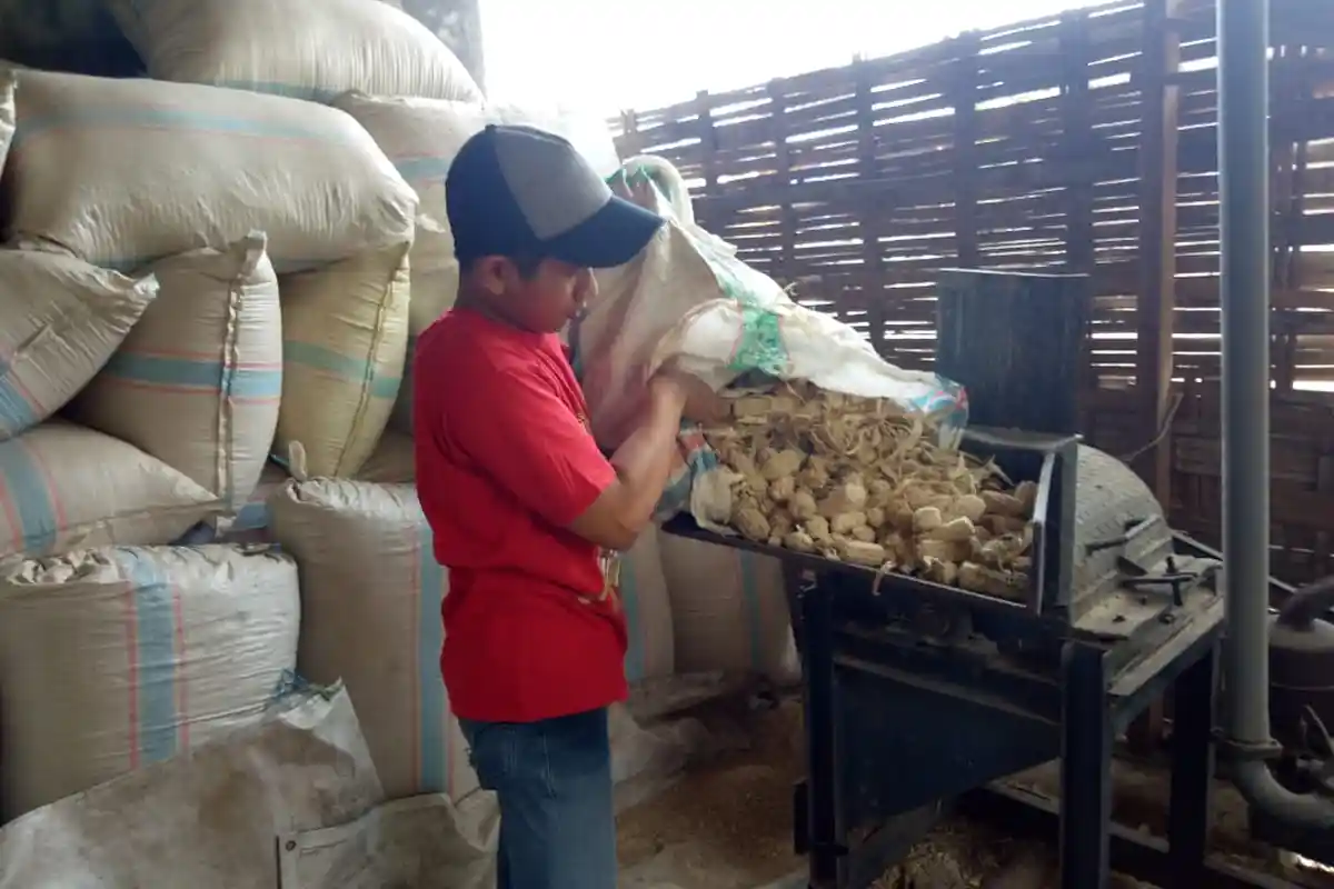 Ditangan Iswandi, Limbah Bonggol Jagung Diubah Menjadi Pakan Ternak Sapi Alternatif