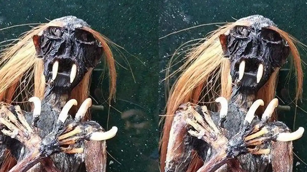 Warga Bali Dihebohkan dengan Penemuan Jenglot, Ini Fakta Sebenarnya