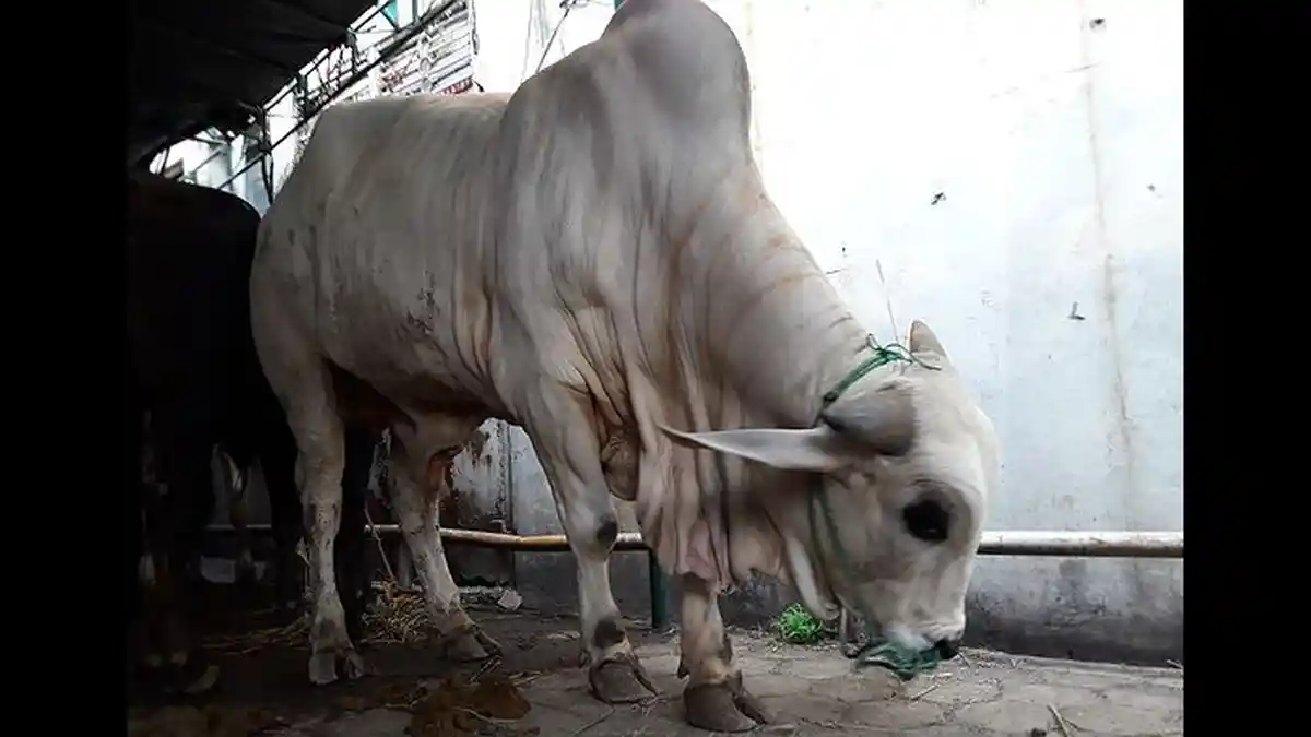 Ini Kisaran Harga Sapi Kurban Milik Aher yang Beratnya Mencapai 1 Ton