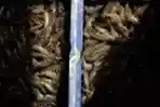 Panen Udang Vaname