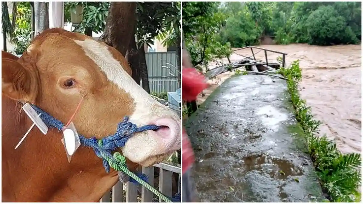 Tiga Ekor Sapi Hanyut saat Banjir Terjang Cenrana Maros, Diselamatkan Setelah 500 Meter
