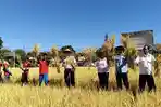 Lembaga-Pemasyarakatan-Lapas-Kelas-IIB-Atambua-melaksanakan-panen-raya.jpg