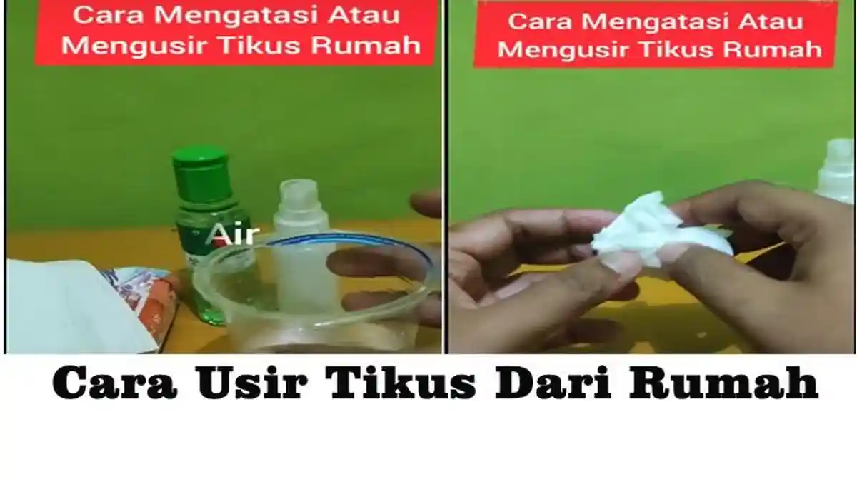 Cara Mengusir Tikus di Rumah Efektif dengan Bahan Sederhana, Ini Cara Membuat
