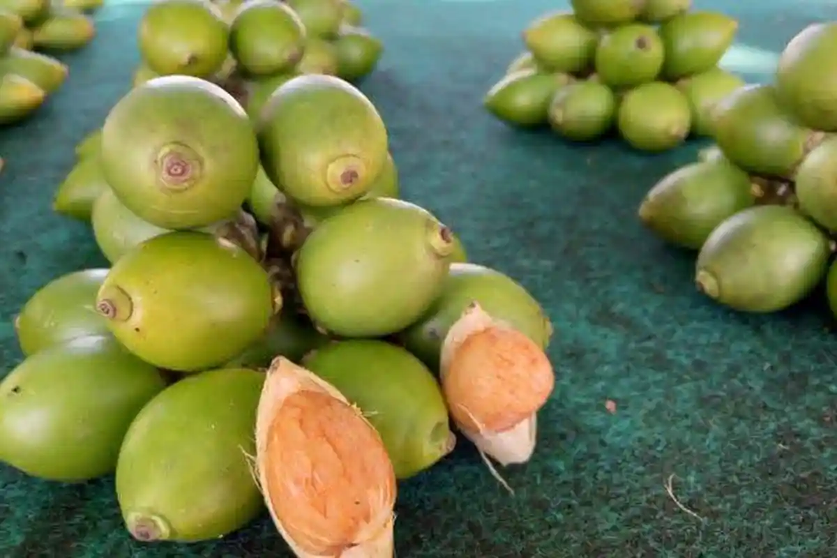 Manfaat Buah Pinang Untuk Menurunkan Tekanan Darah Tinggi hingga Mengatasi Anemia