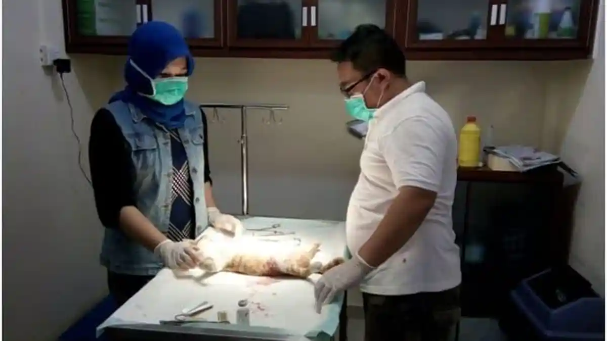 Batam Punya Pusat Kesehatan Hewan Milik Pemerintah, Berikut Lokasi dan Tarifnya