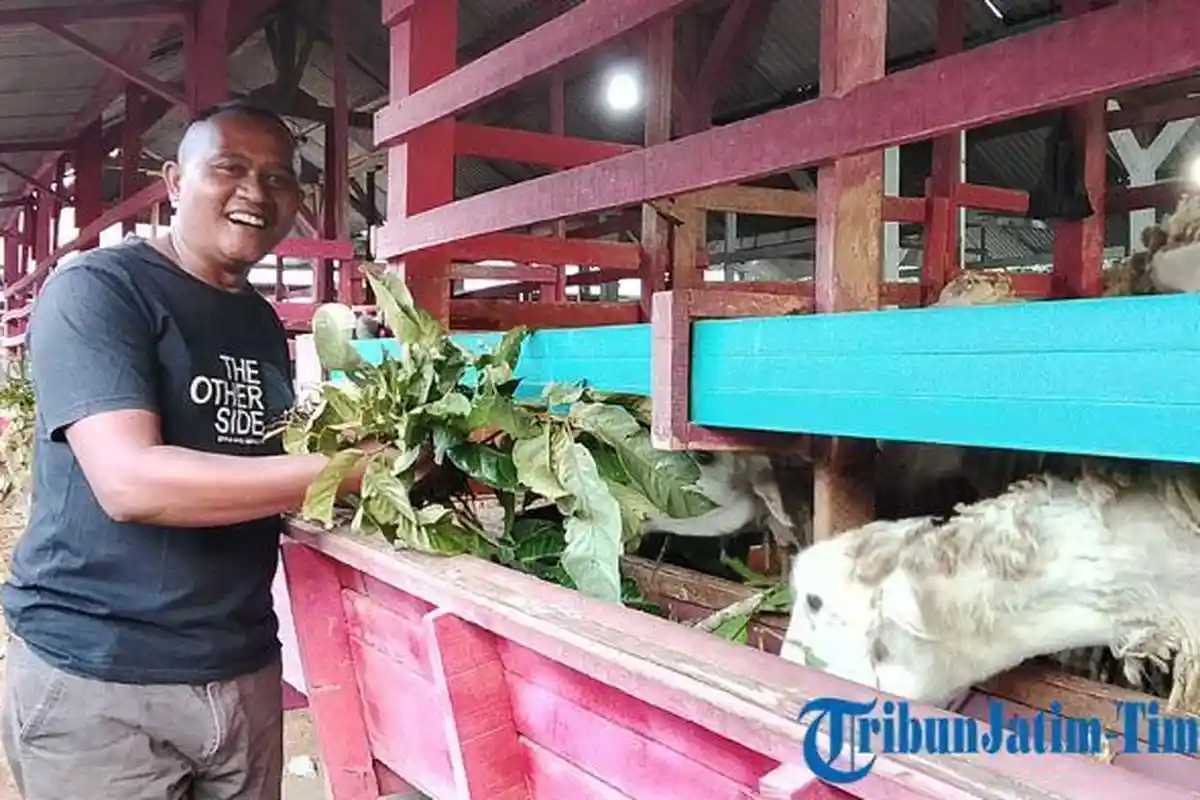 Dari Atlet Voli Jadi “Raja Domba”, Kisah Muhammad Salim Sukses Beternak 8.600 Kambing di Jember