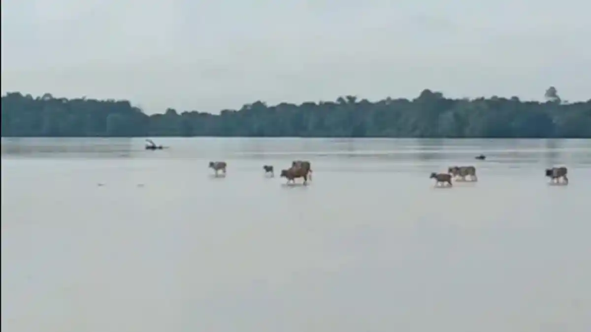 Viral Gerombolan Sapi Berjalan di Tengah Sungai Kapuas