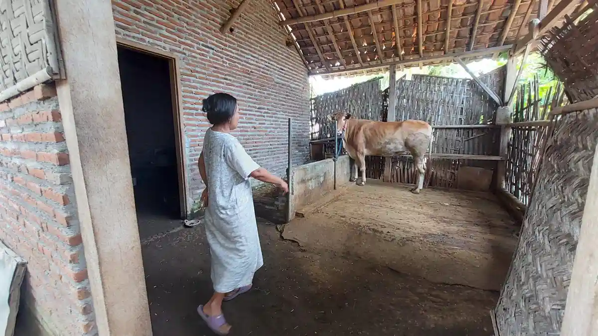Tiga Ekor Sapi Ditutupi Matanya, Modus Maling di Probolinggo Agar Senyap dan Tak Gaduh