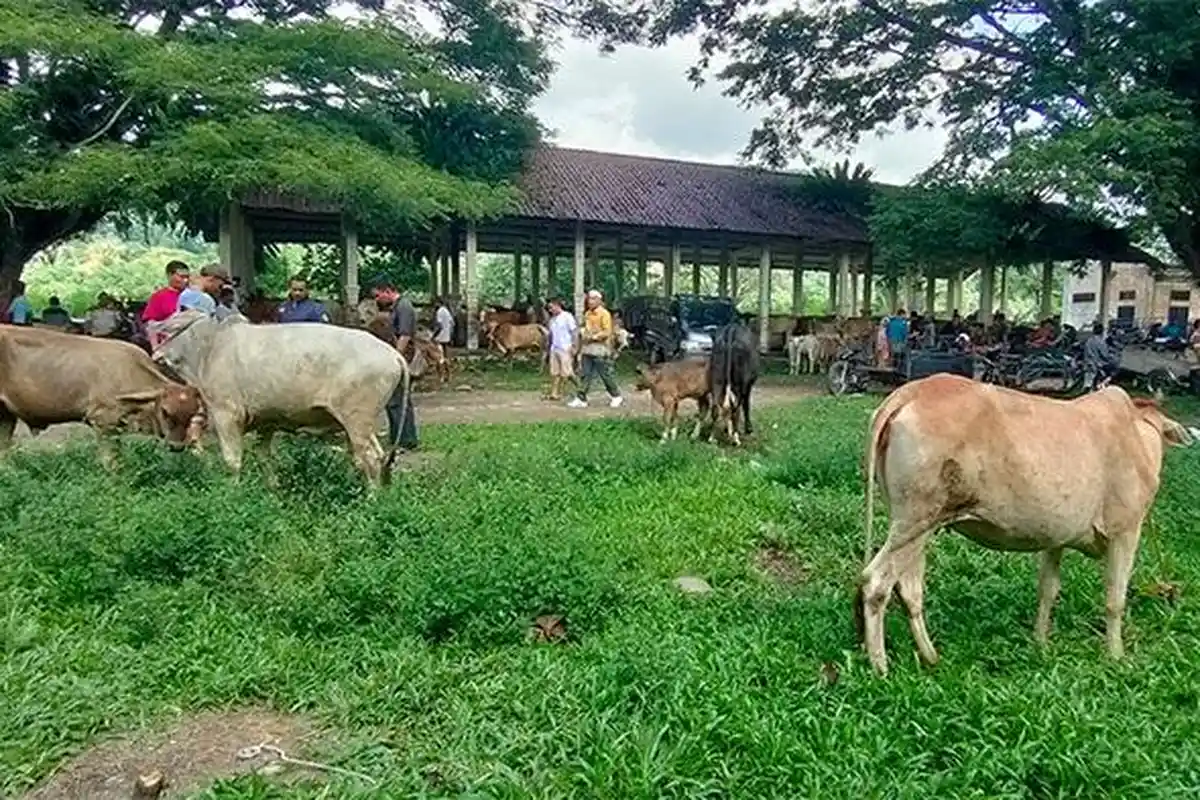 Stok Hewan Kurban Mencukupi di Aceh Tenggara Tapi Sepi Pembeli