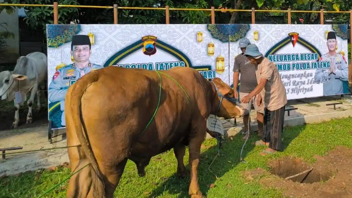 Irjen Pol Ahmad Luthfi: Peringati Iduladha, Jajaran Polda Jateng Berkurban 176 Sapi & 215 Kambing