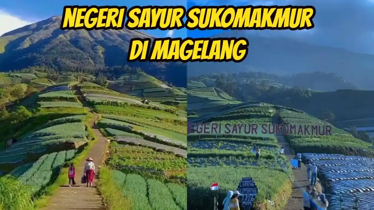 Di Magelang Jateng Ada Wisata Ladang Sayur dengan View Instagramable, Cuma 2,5 Jam dari Klaten