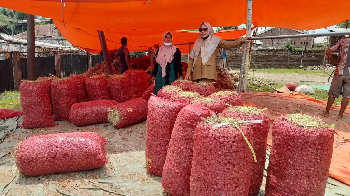 Produksi Melimpah, Bawang Merah Bima Siap Pasok Kebutuhan Ramadan-Idulfitri 2022