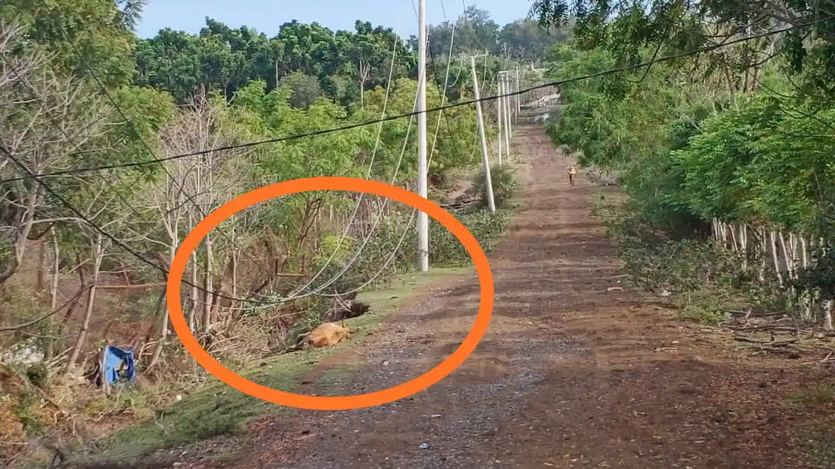 Tiang Listrik PLN Tumbang, Sapi Peliharaan di Lamreh, Aceh Besar Tersengat Kabel Listrik