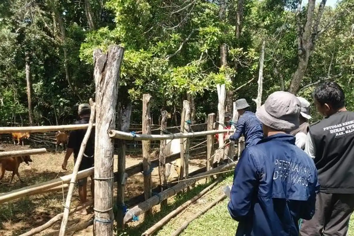 859 Ekor Sapi di Wajo Terkena PMK, 2 Ekor Mati Berdasarkan Data DPKP Wajo Triwulan I
