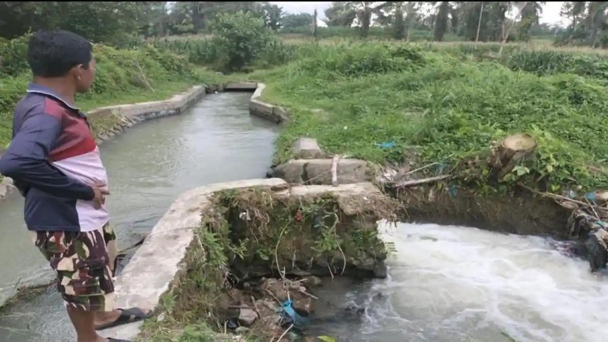 Irigasi Sawah Rusak Dibiarkan Dinas Pertanian, Petani Merana Terpaksa Beralih Tanam Jagung