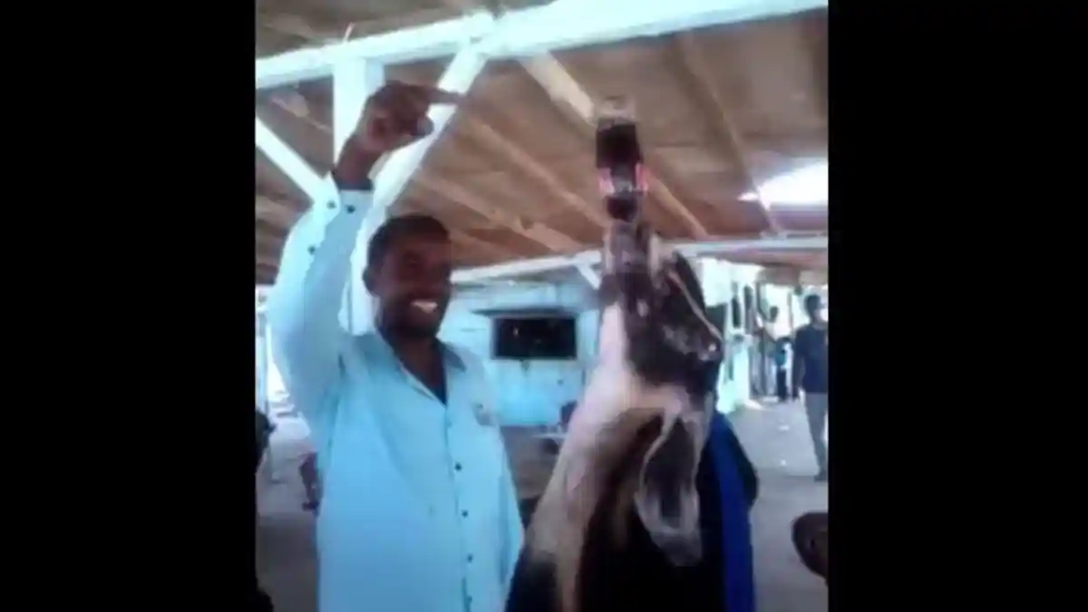 Tonton Video Berikut Dijamin Ngakak, Lihat Apa yang Kambing Ini Minum dari Botol
