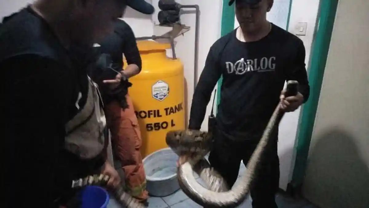 Ada yang Menonjol di Kasur Warga Pamulang, Ternyata Isinya Ular Piton Sepanjang 3 Meter