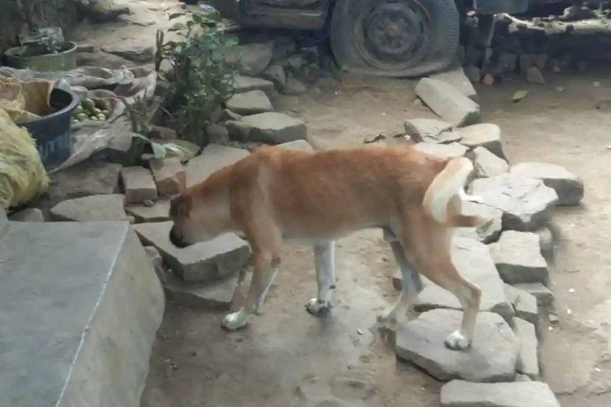Kasus Rabies di Flores Timur, Warga Diminta Kandangkan Anjing dan Taat Vaksin