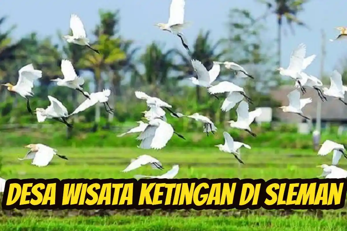 30 Menit dari Malioboro, di Desa Wisata Ketingan Bisa Lihat Burung Kuntul, Buat Libur Lebaran 2025