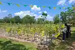 Wahana Baru di Amanah Borneo Park Banjarbaru Kalsel, Ada Kebun Bunga Matahari dan Tabola-Bale